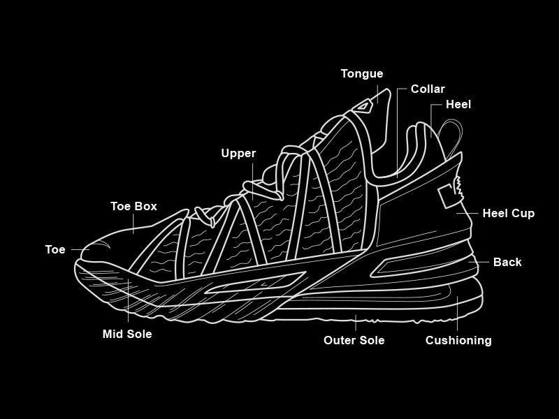 anatomy of basketball shoe modified